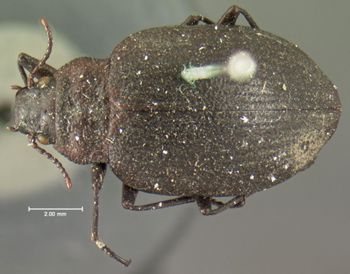 Media type: image;   Entomology 5969 Aspect: habitus dorsal view